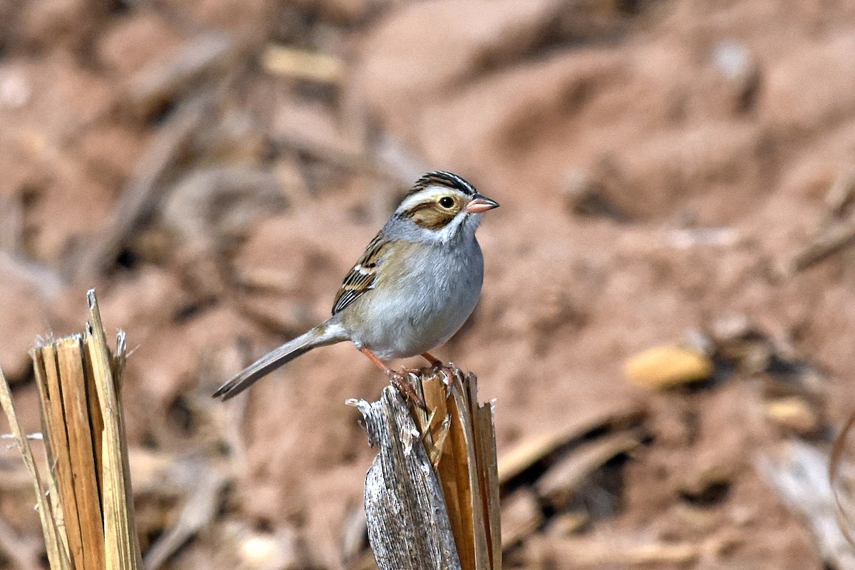 Clay-colored Sparrow - ML152762771