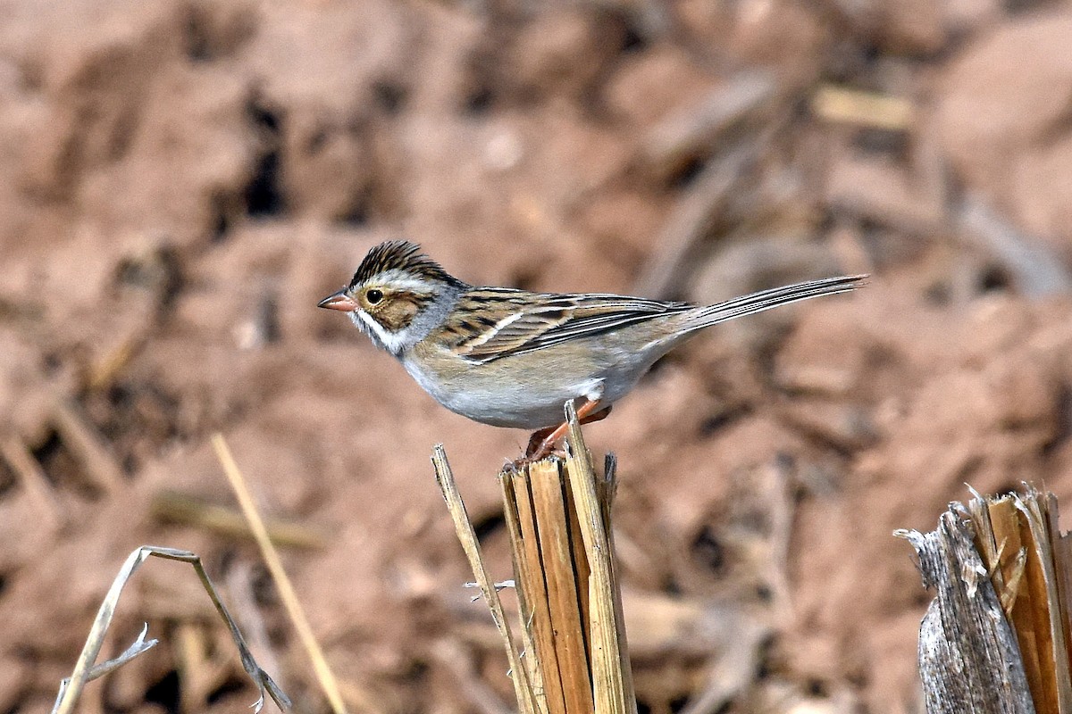 Clay-colored Sparrow - ML152762791