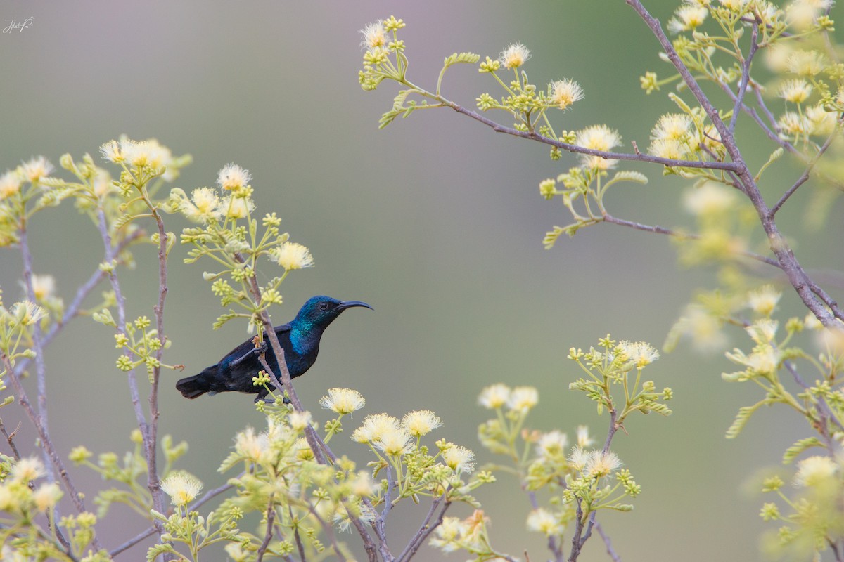 Purple Sunbird - ML152763111