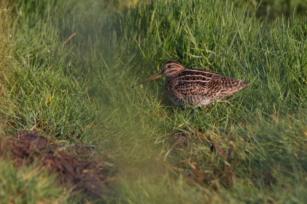 田鷸 - ML152763471