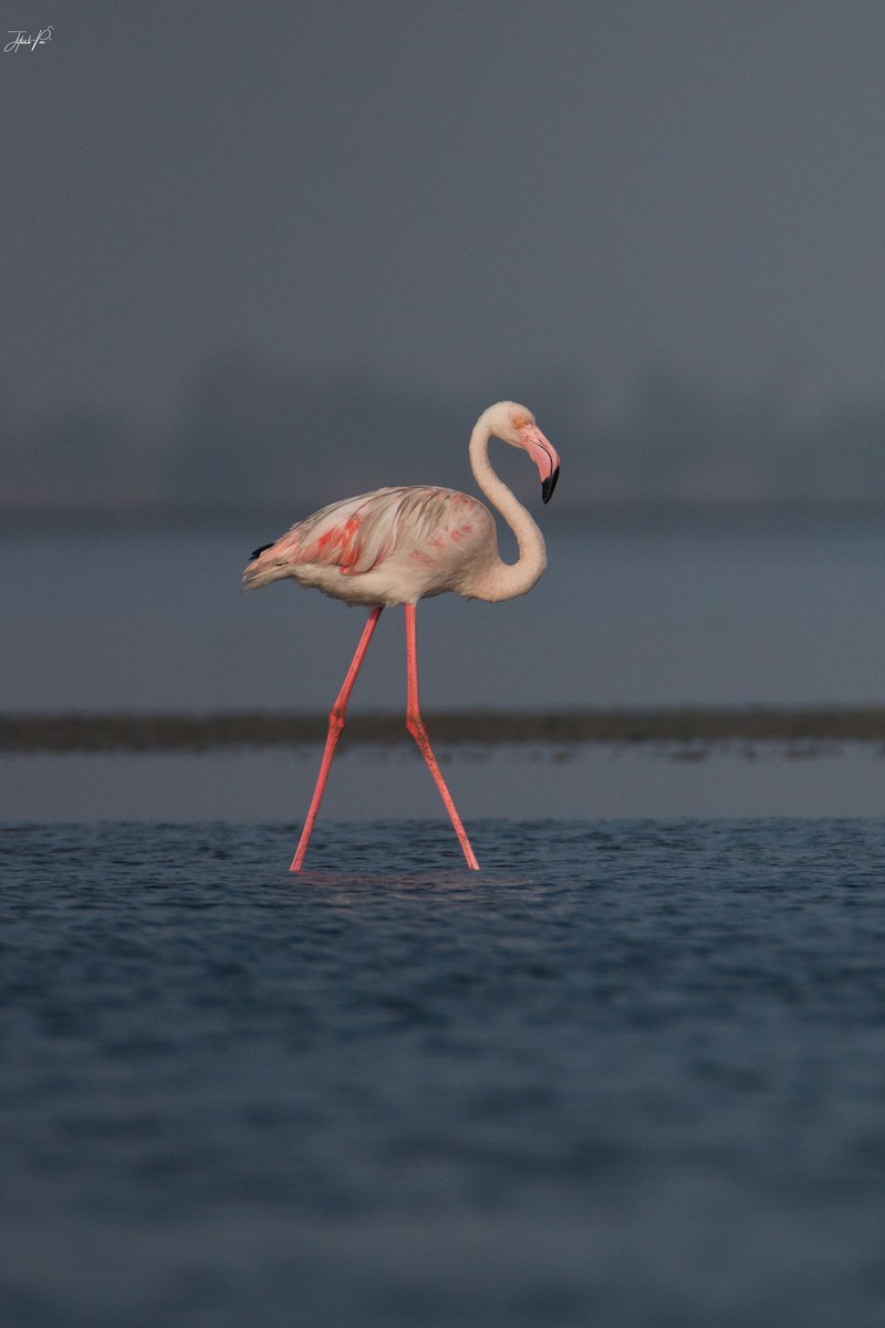 Flamant rose - ML152763771