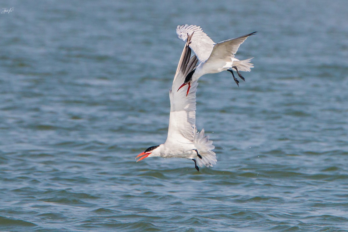 裏海燕鷗 - ML152763911