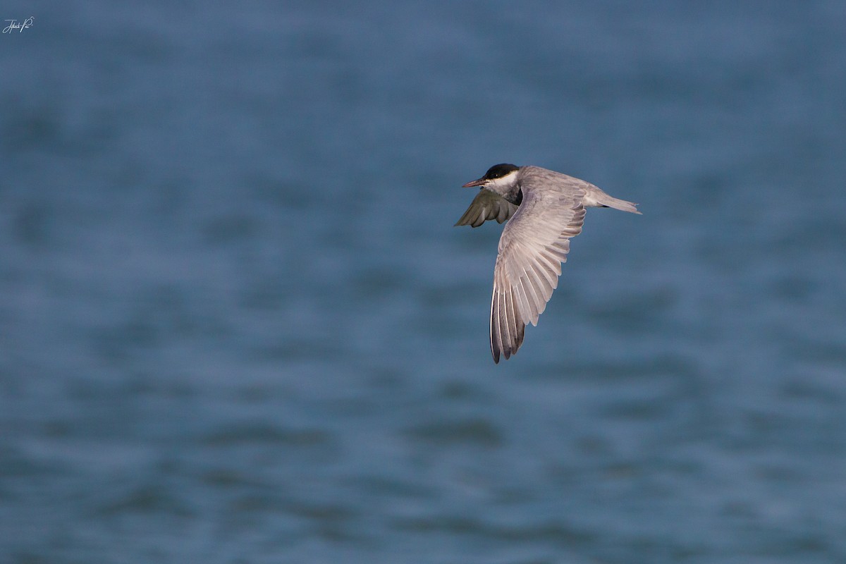 Whiskered Tern - ML152763951