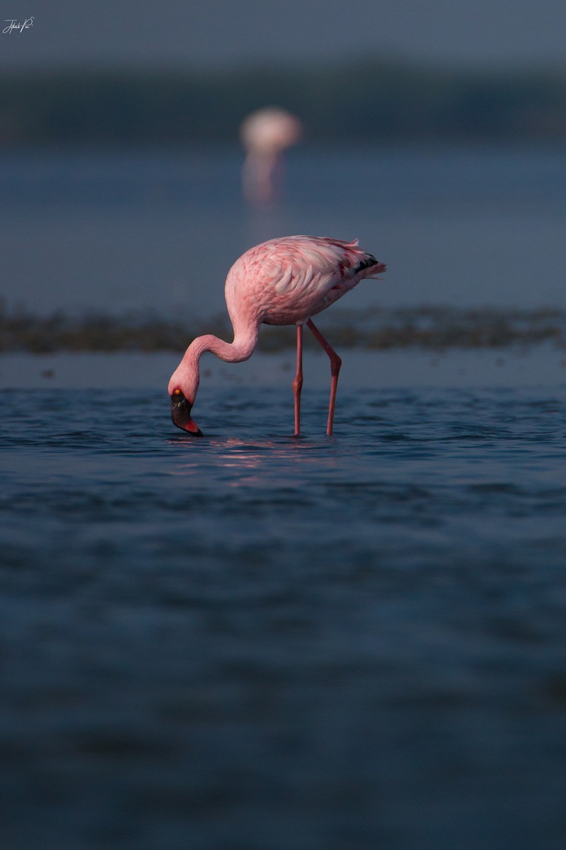 Lesser Flamingo - jithesh pai