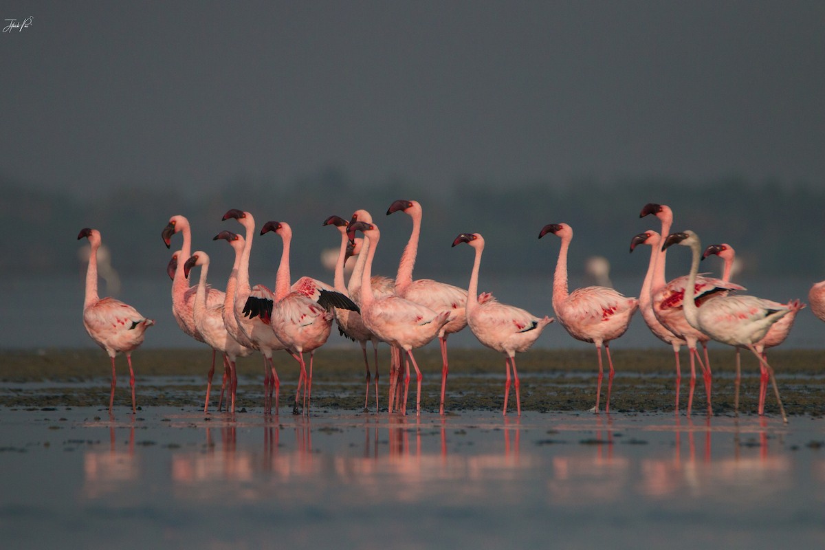 Lesser Flamingo - ML152764221