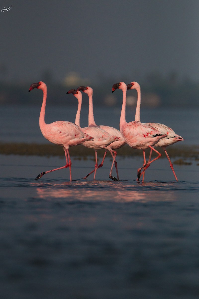 dvergflamingo - ML152764251