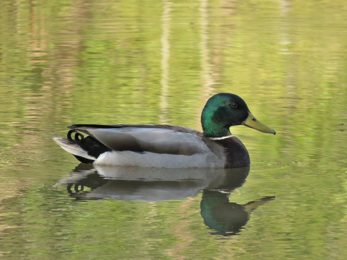 Mallard - ML152764351