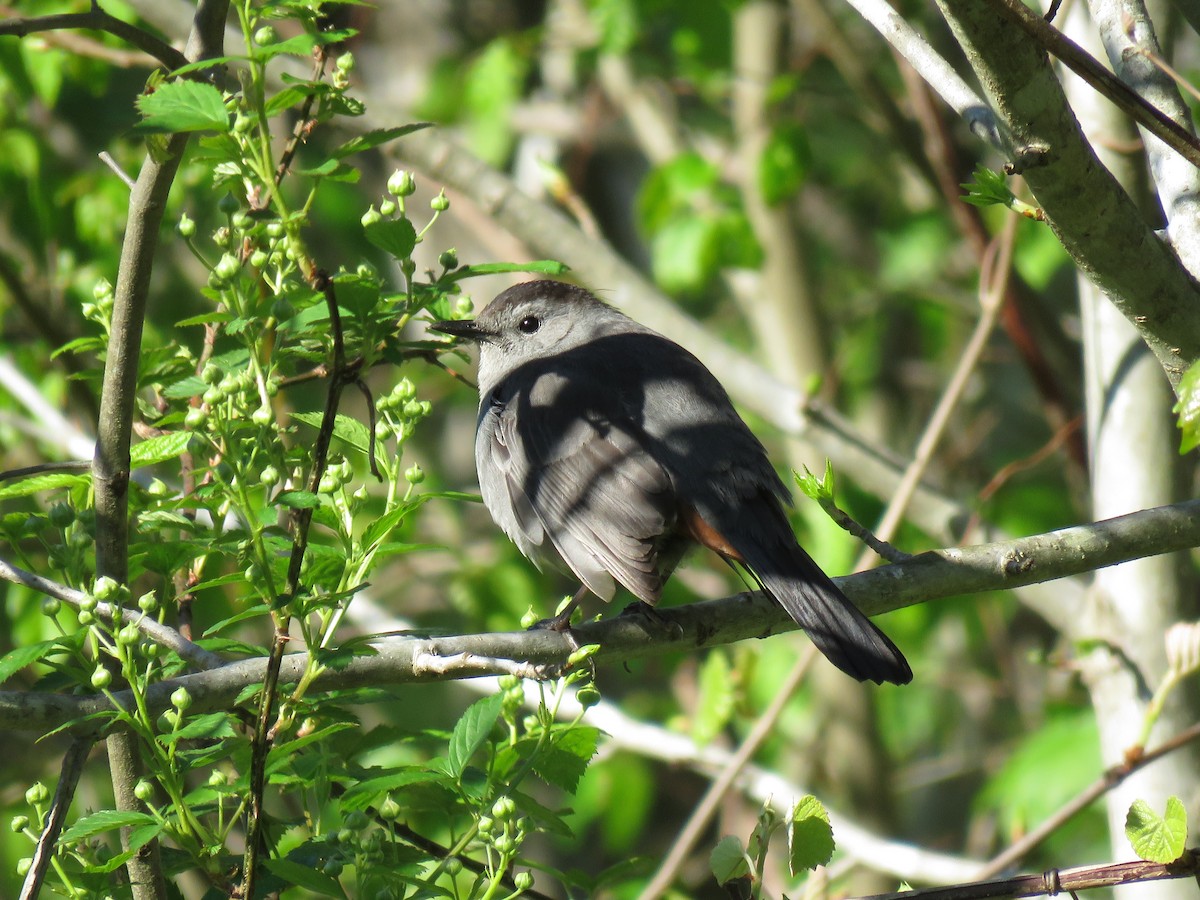 Gray Catbird - ML152764401