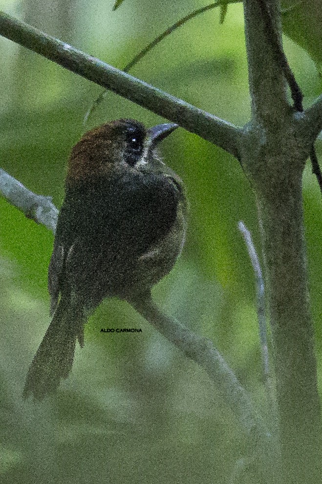 Tody Motmot - Aldo Carmona