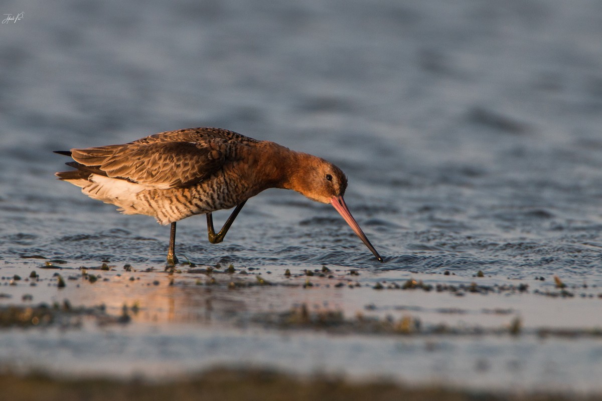 Black-tailed Godwit - ML152764821