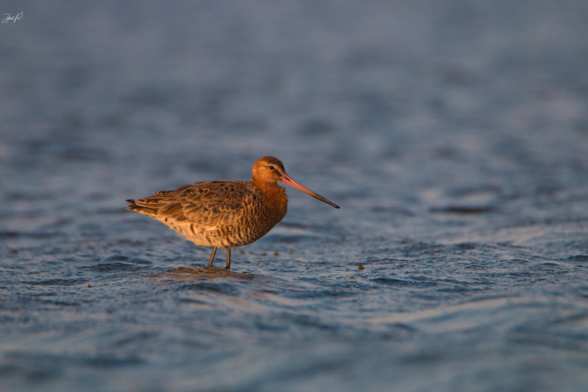 黑尾鷸 - ML152764841