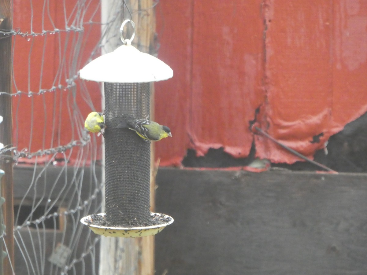 Lesser Goldfinch - ML152764971