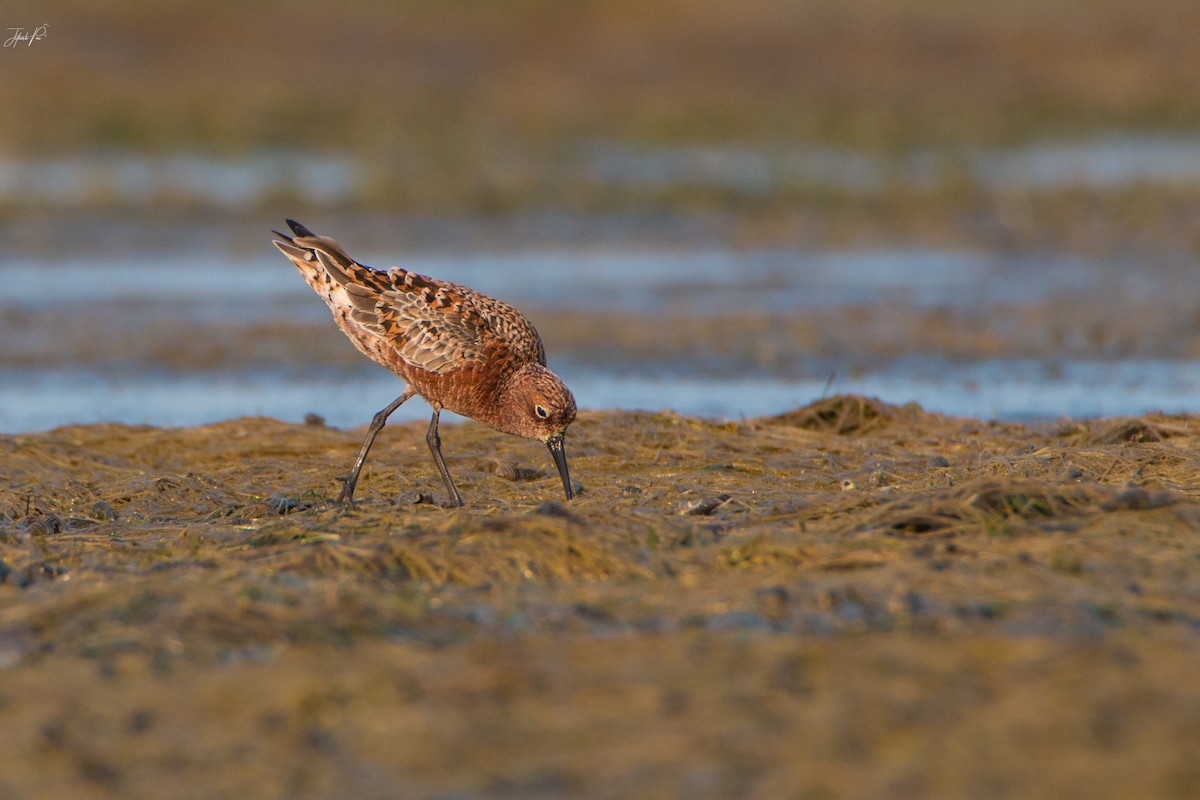 彎嘴濱鷸 - ML152765031