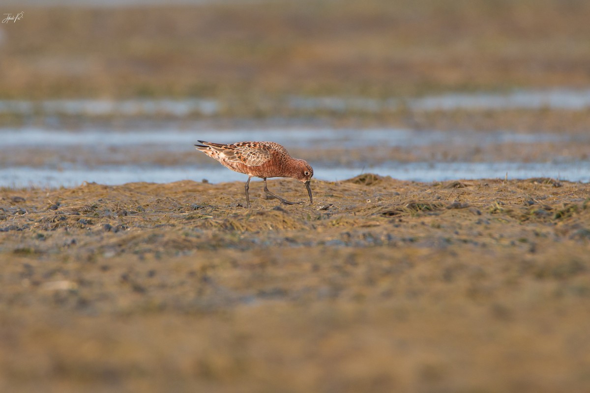 Curlew Sandpiper - jithesh pai