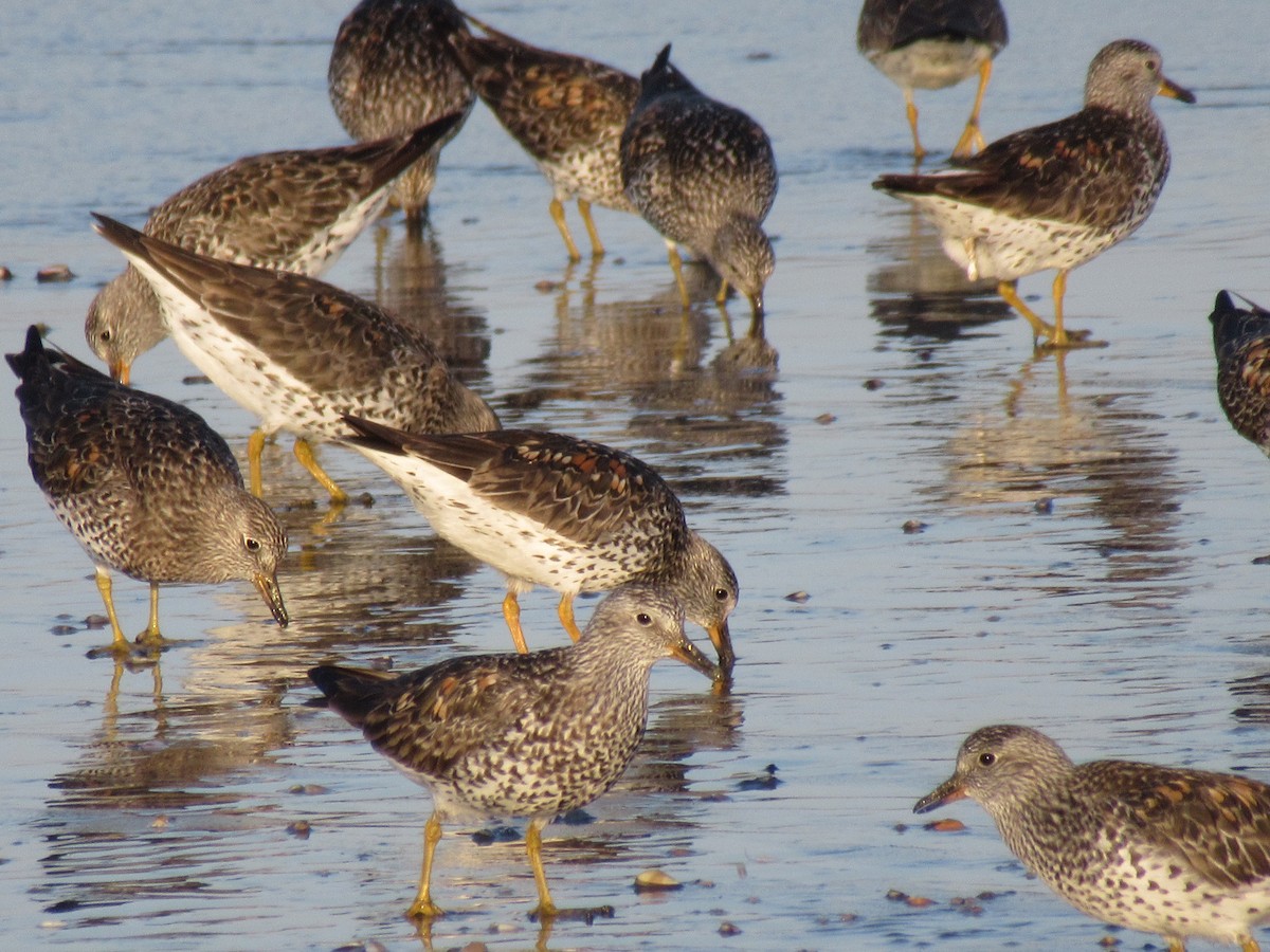 Surfbird - ML152765241