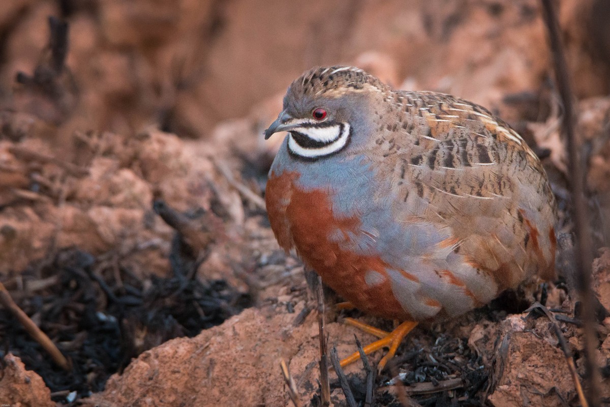 Blue-breasted Quail - ML152765371