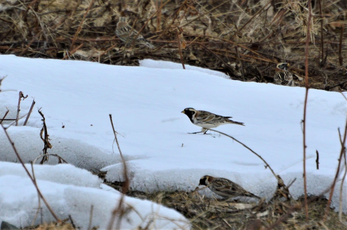 Lapland Longspur - ML152765541