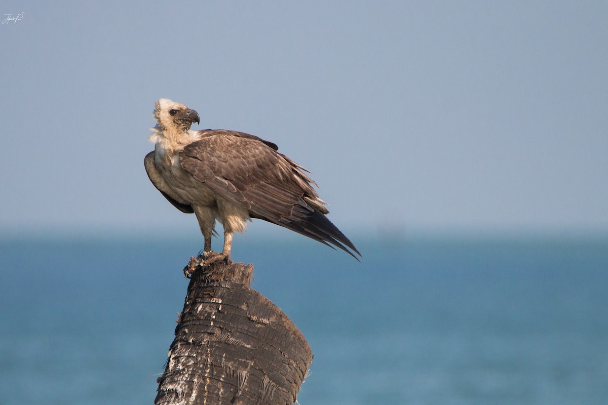 白腹海鵰 - ML152765781