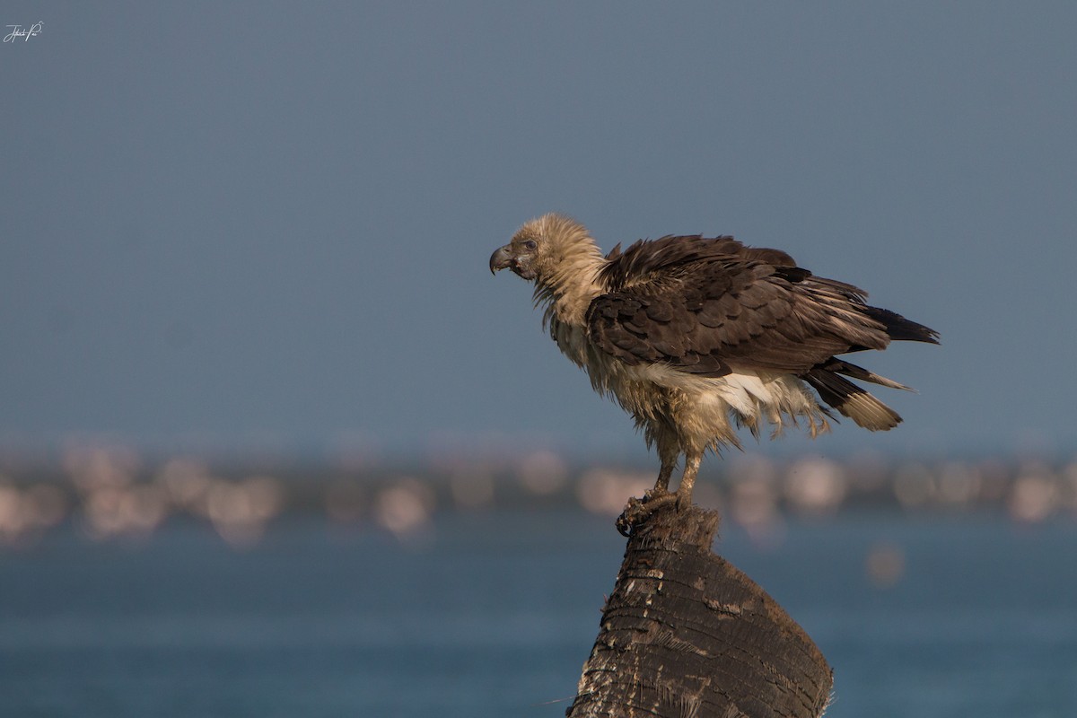 白腹海鵰 - ML152765791