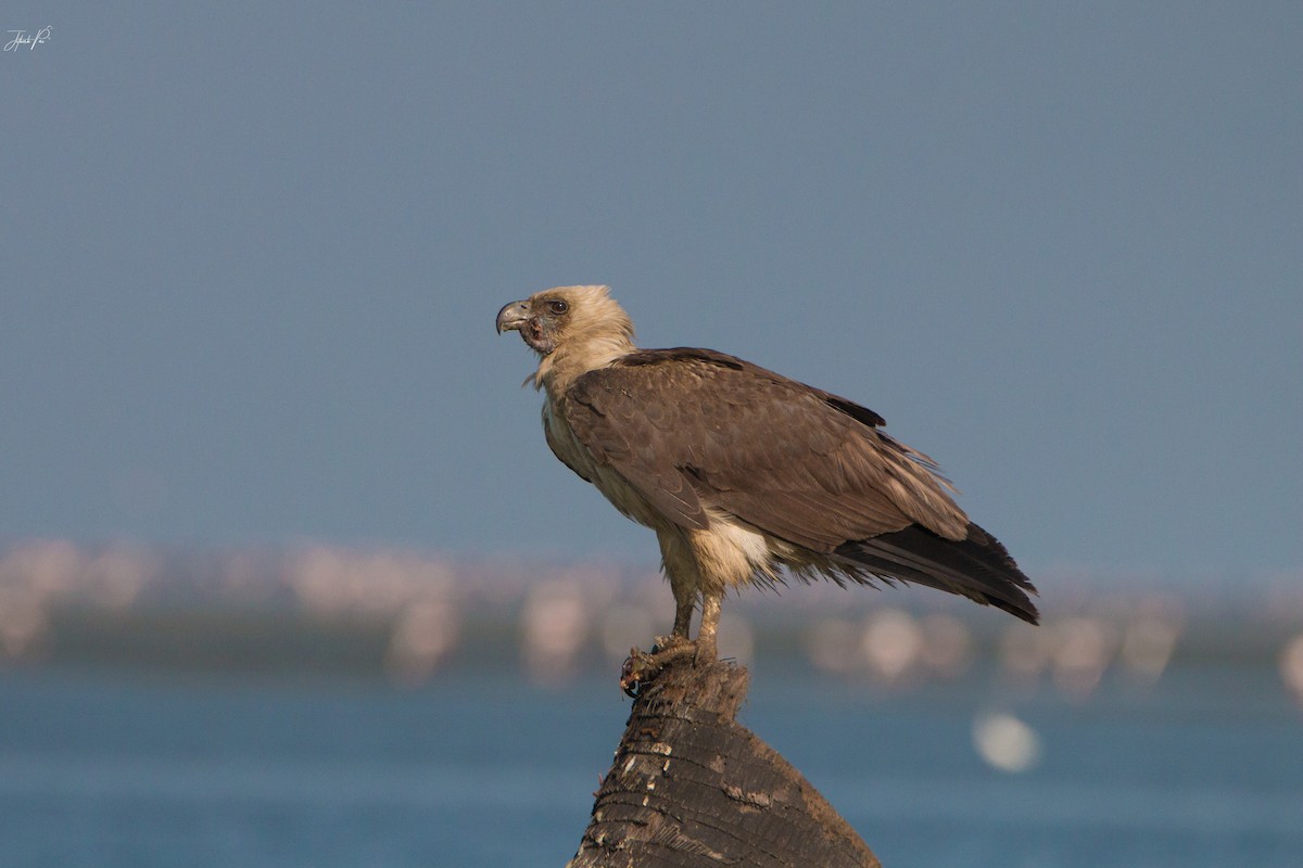 白腹海鵰 - ML152765801