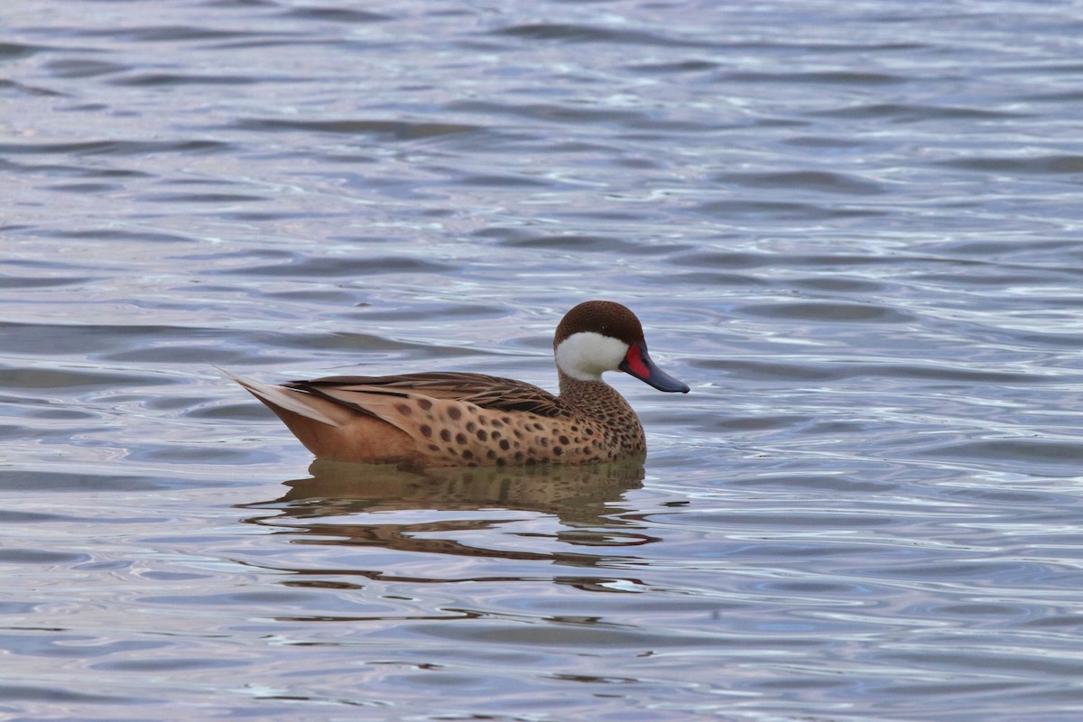 White-cheeked Pintail - ML152766101