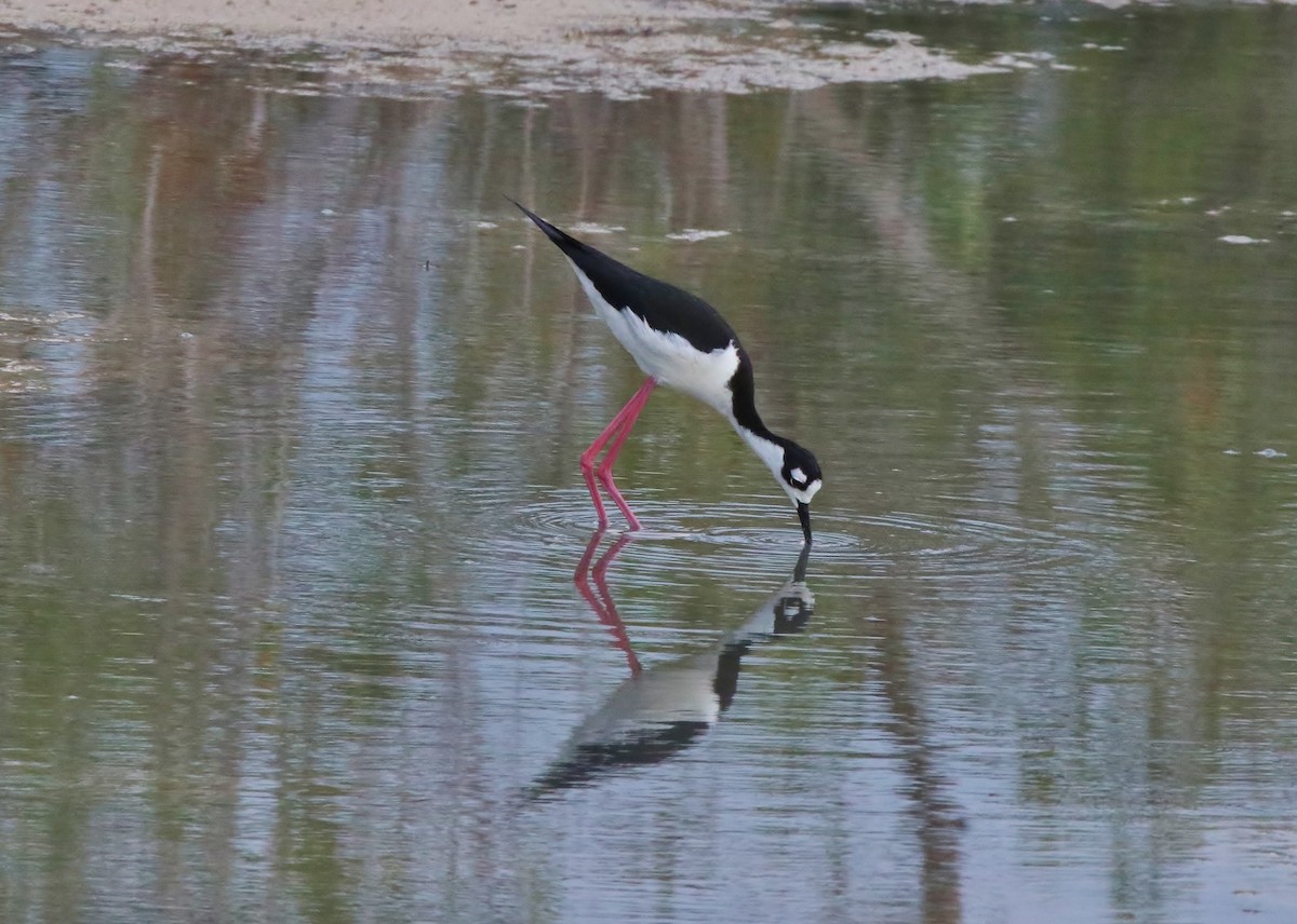 Schwarznacken-Stelzenläufer - ML152766121