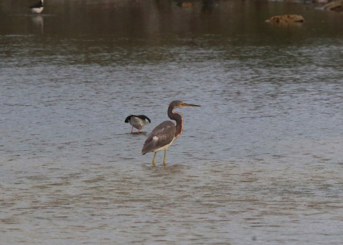 Tricolored Heron - Mark Gallagher