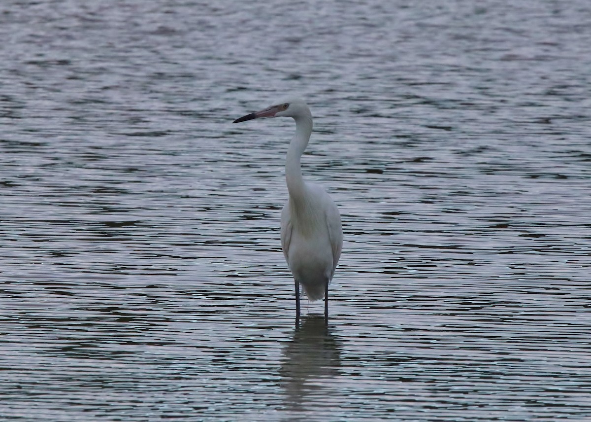 Little Blue Heron - ML152766171