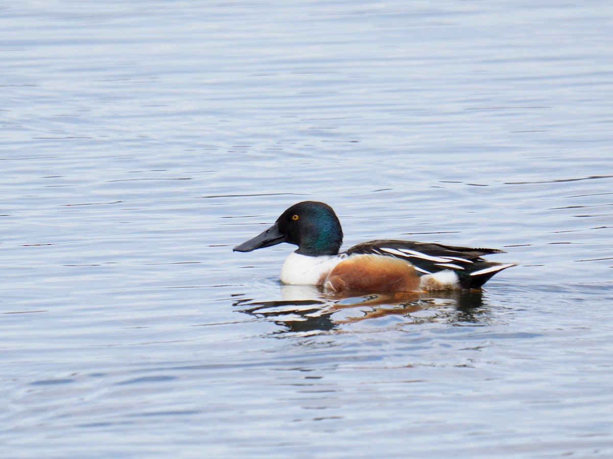 Northern Shoveler - ML152766691