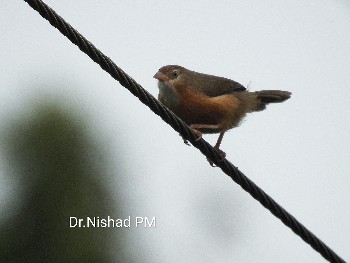 Tawny-bellied Babbler - ML152767251