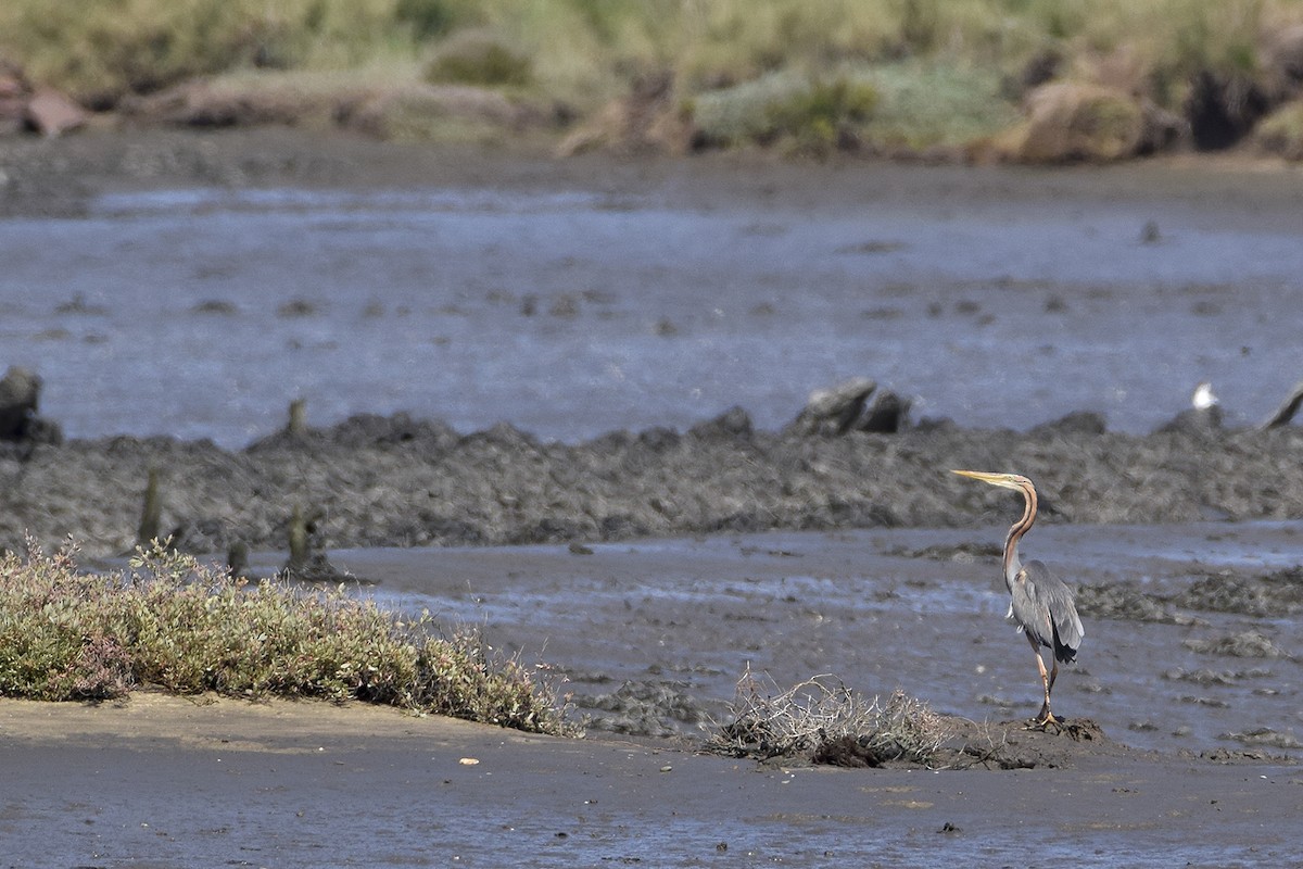 Purple Heron - ML152768011