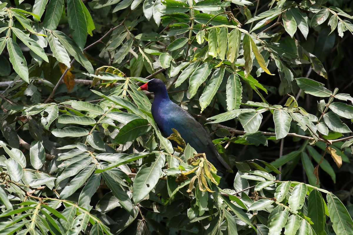 Purple Gallinule - ML152769401