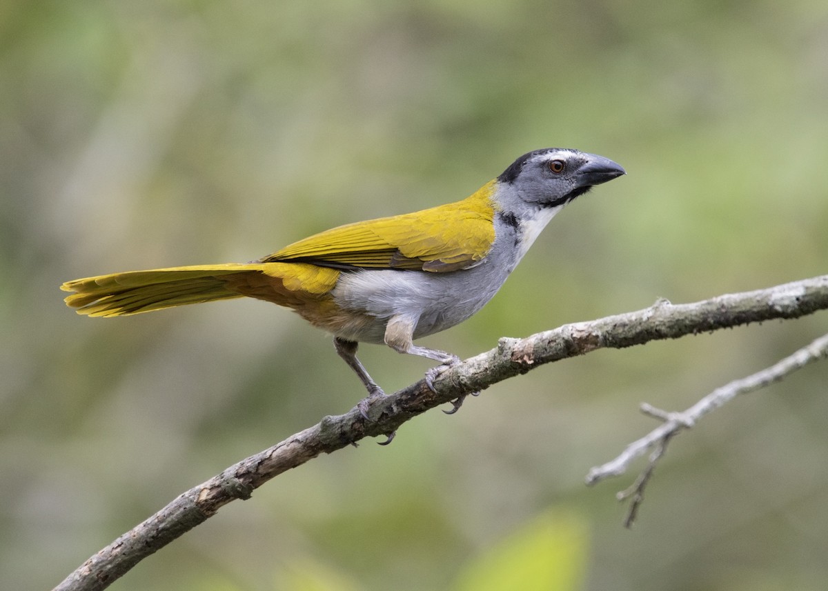 Black-headed Saltator - Guillermo Saborío Vega