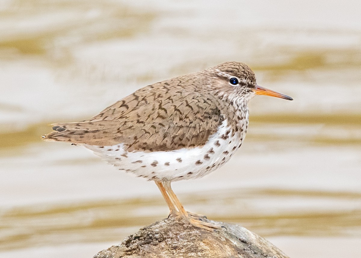 Spotted Sandpiper - Bill Tynan