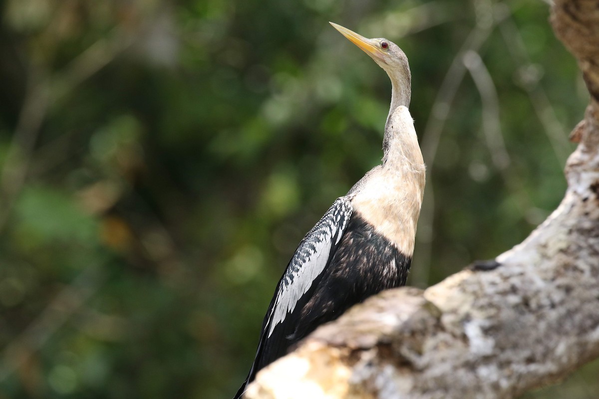 Amerika-Schlangenhalsvogel - ML152770331