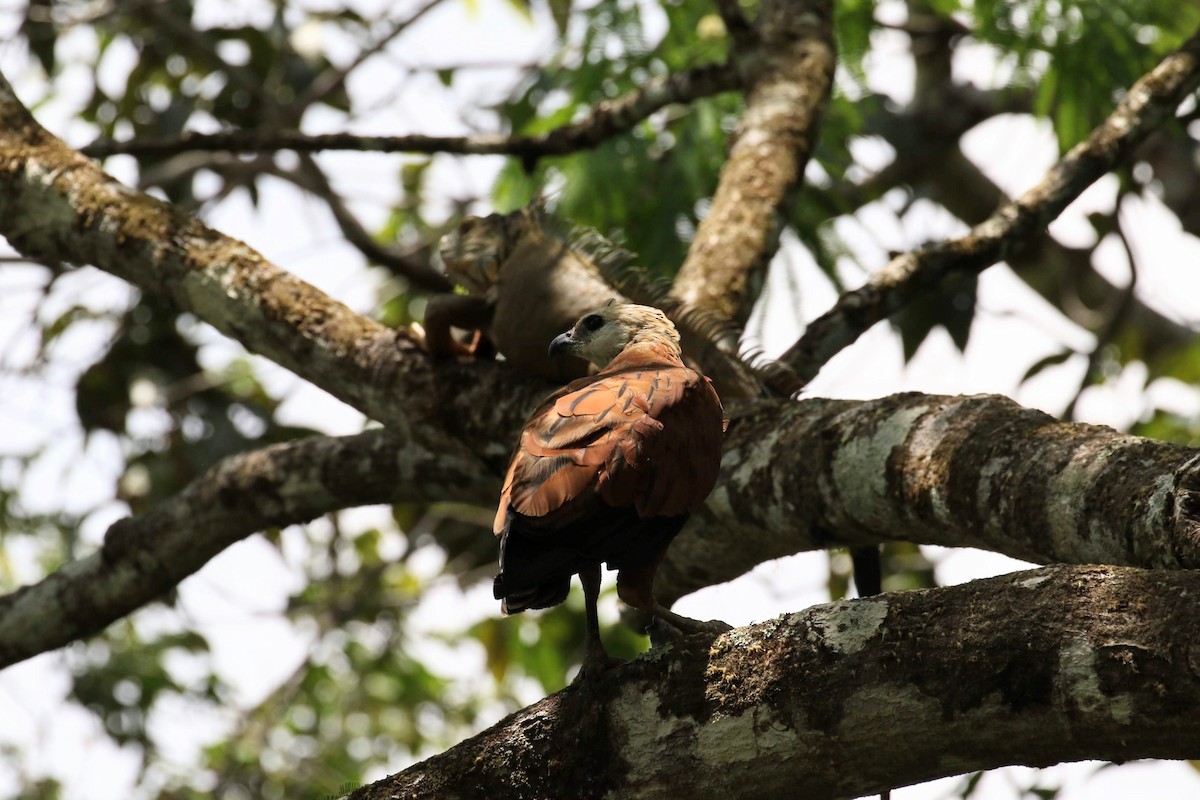 Black-collared Hawk - ML152770471