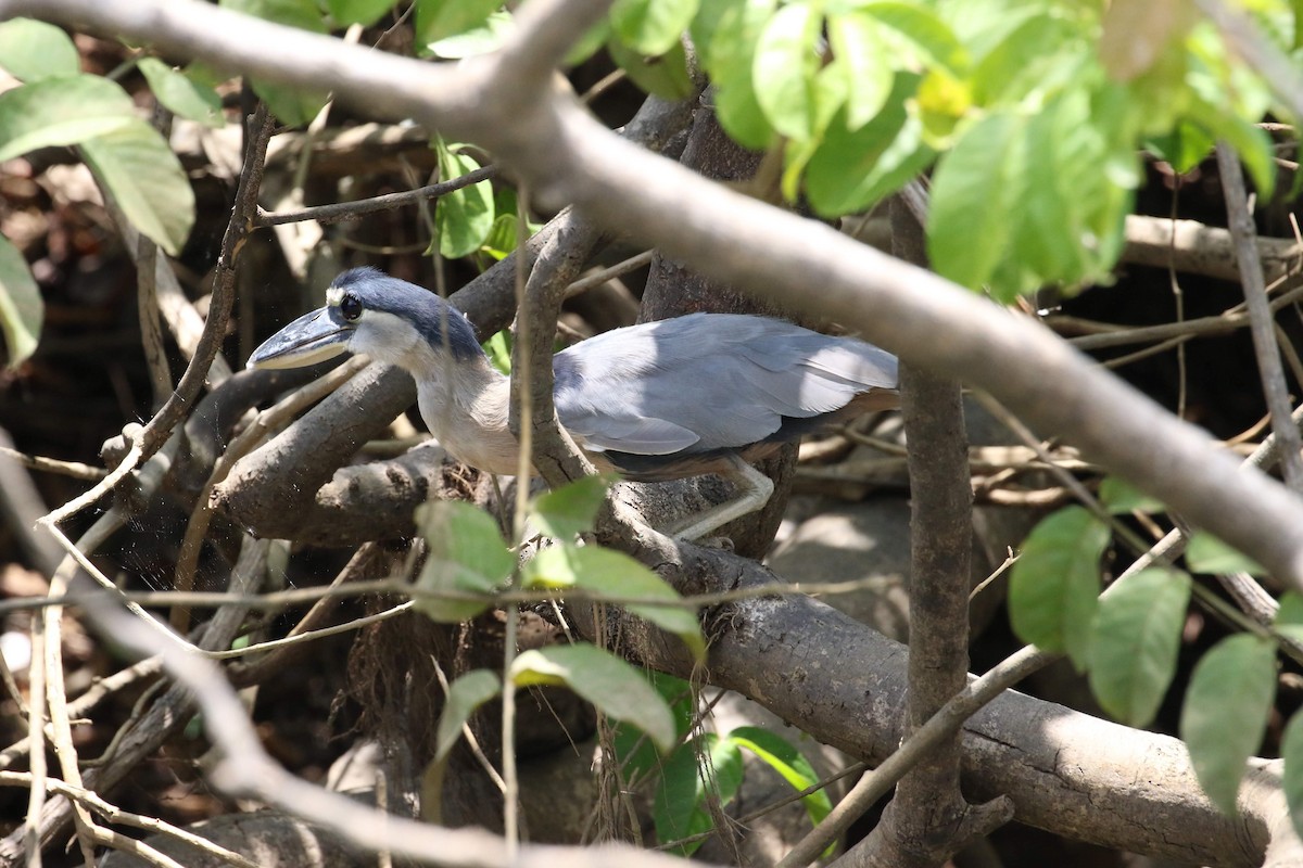 Boat-billed Heron - ML152770531