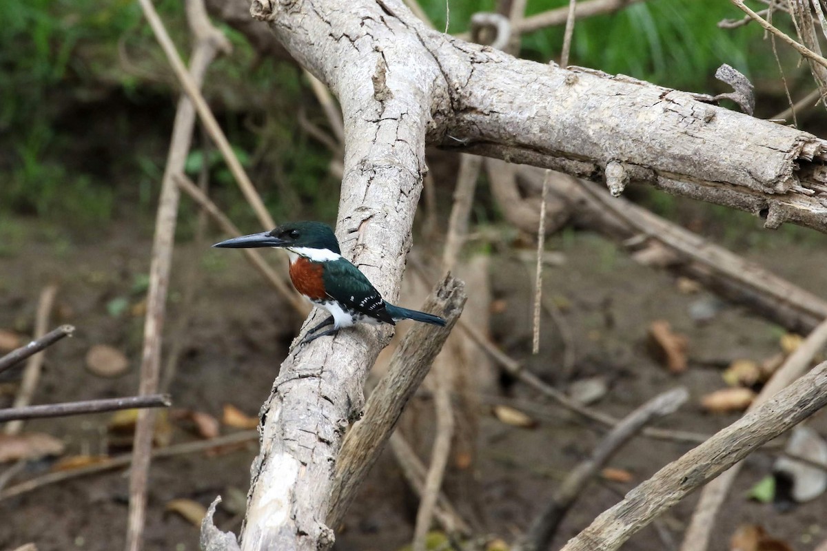 Green Kingfisher - Allen Schenck