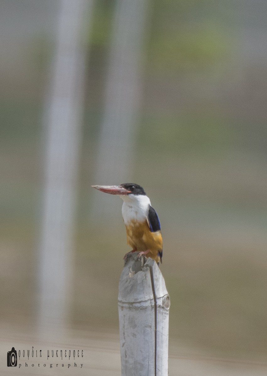 Black-capped Kingfisher - joydip mukherjee