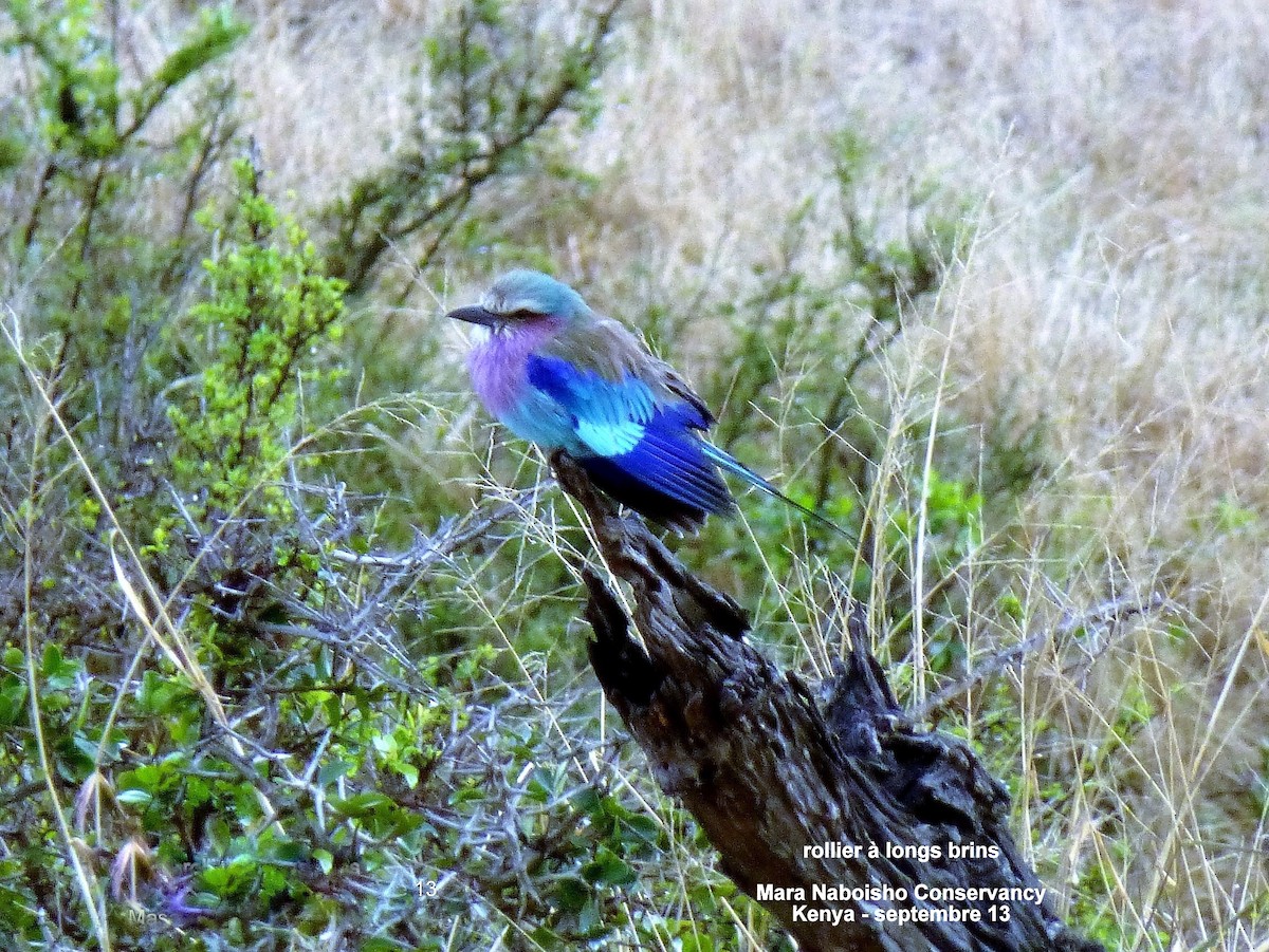 Lilac-breasted Roller - ML152773101