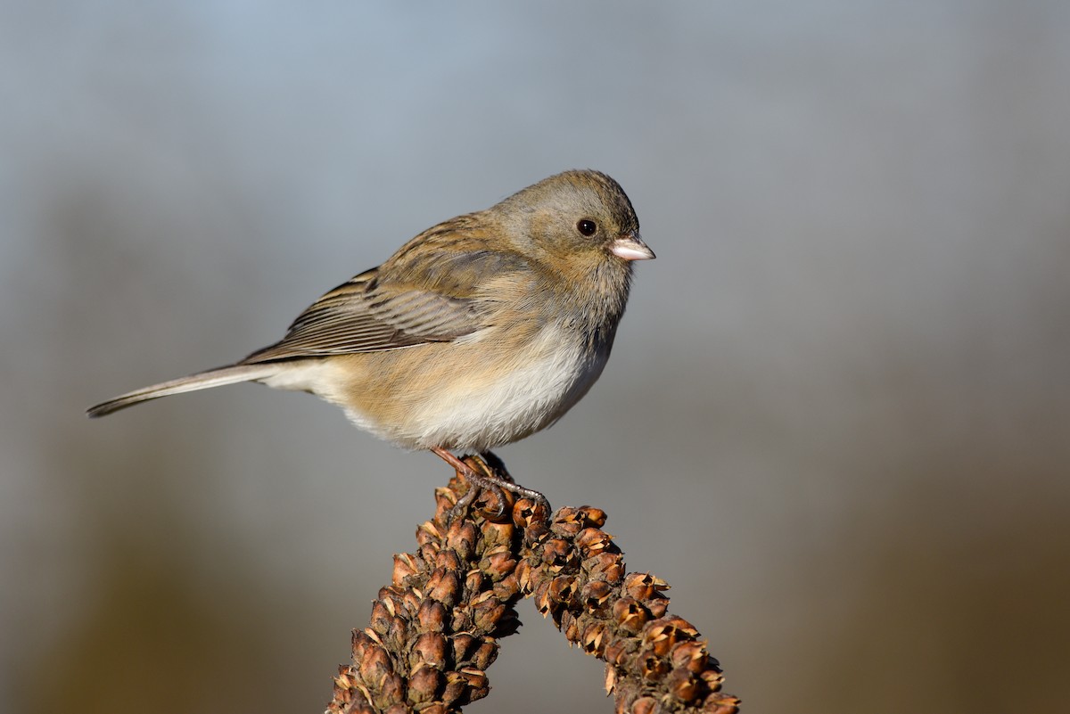 Dark-eyed Junco (Slate-colored) - Daniel Irons