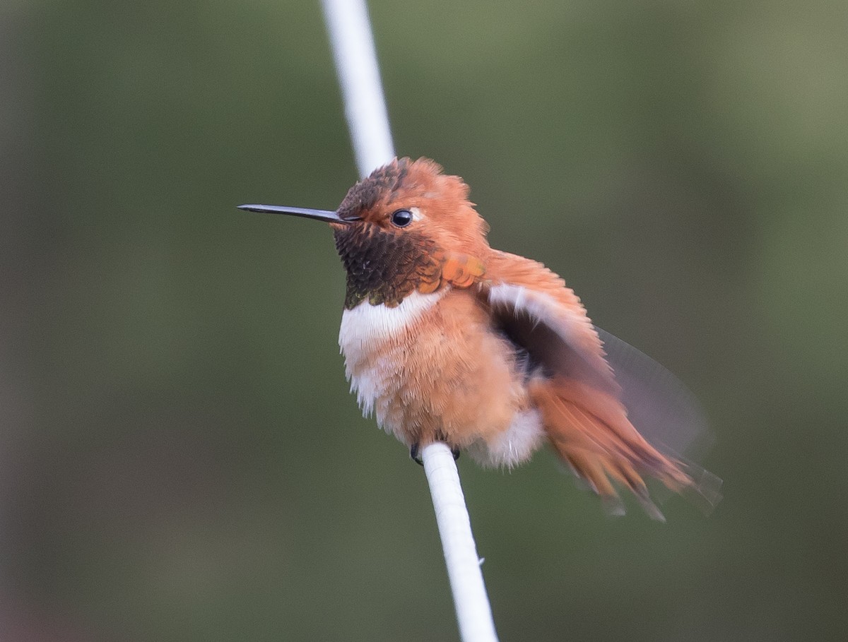 Rufous Hummingbird - Ian Burgess