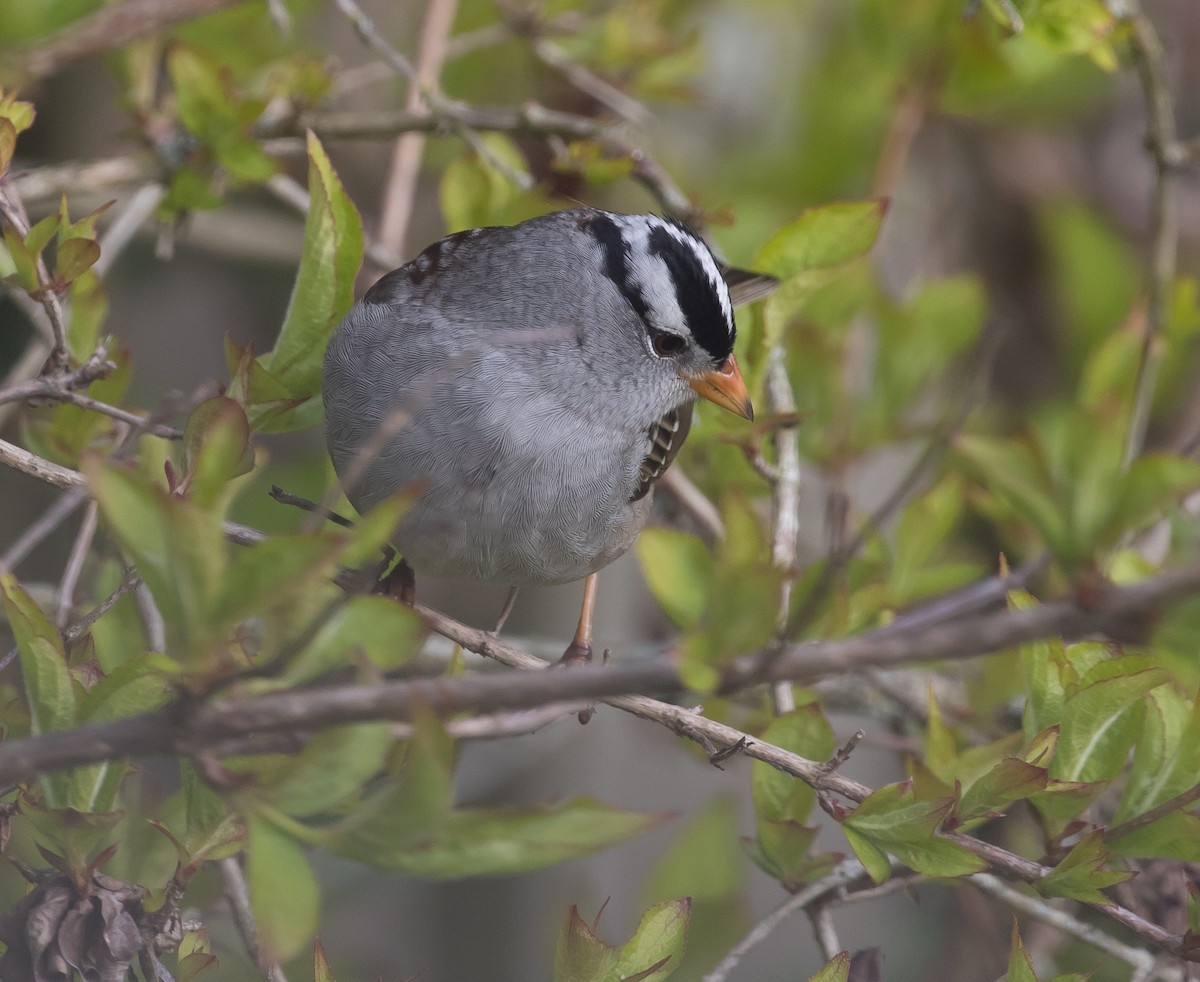 White-crowned Sparrow - Ian Burgess