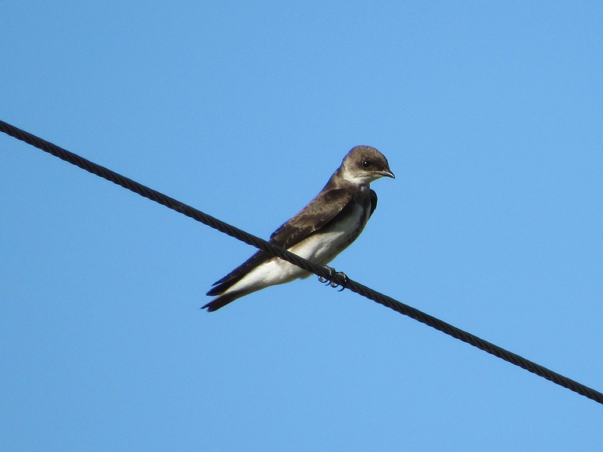 Brown-chested Martin - ML152774171