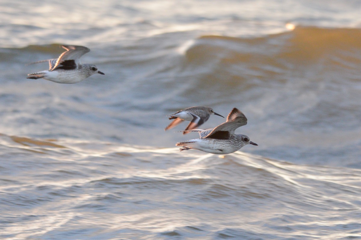 Black-bellied Plover - ML152774211