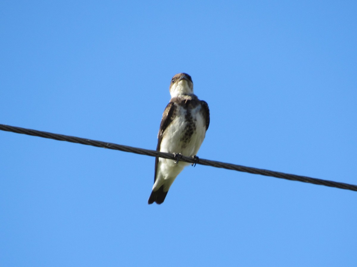 Brown-chested Martin - ML152774281