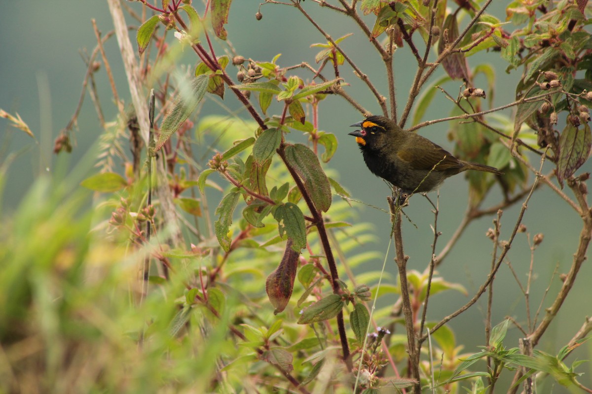 Yellow-faced Grassquit - ML152775901