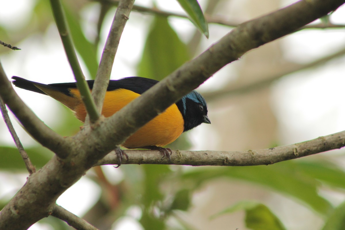 Golden-rumped Euphonia - ML152776181