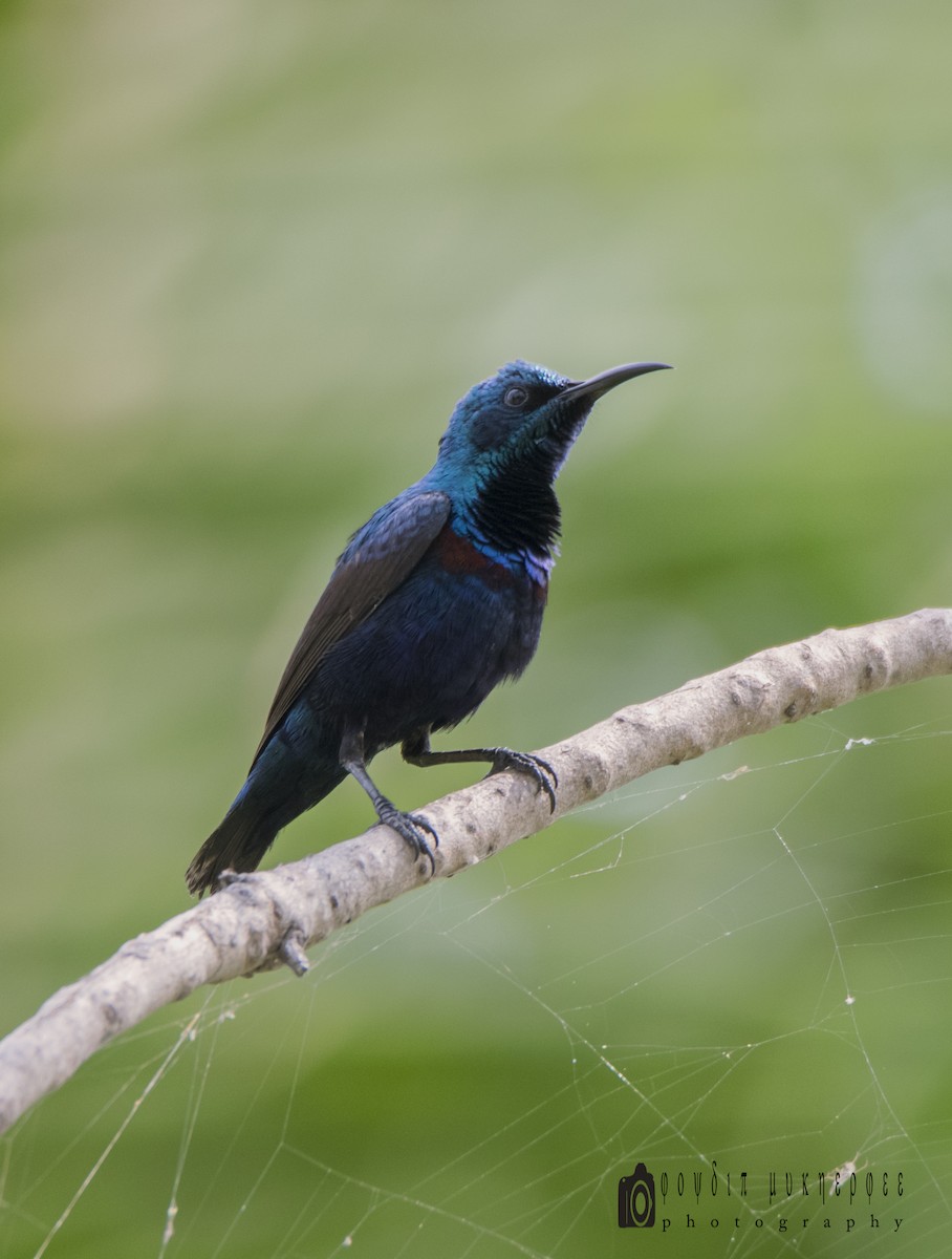 Purple Sunbird - ML152776651