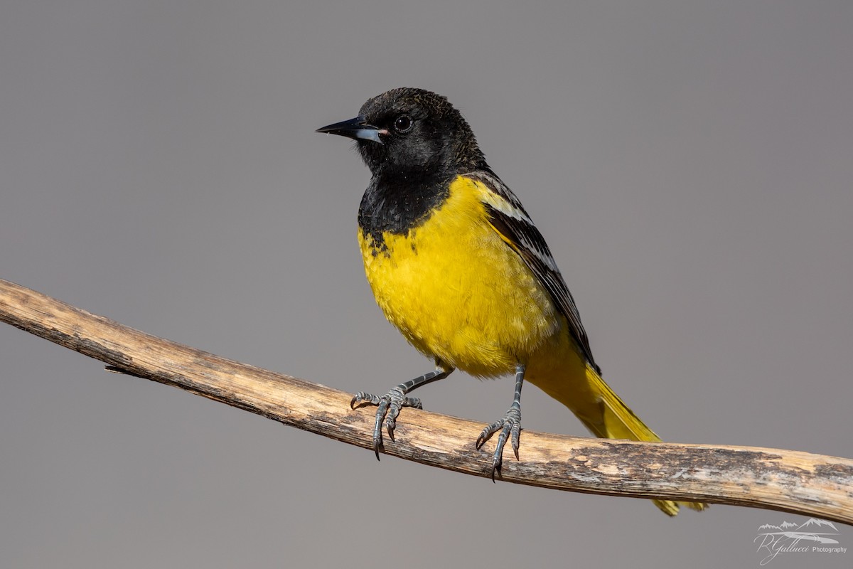 Oriole jaune-verdâtre - ML152777581